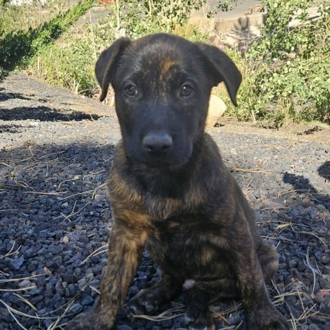 Zephyr, an adoptable Labrador Retriever, Mixed Breed in Show Low, AZ, 85901 | Photo Image 1