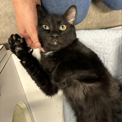 Max, an adoptable Domestic Short Hair in Show Low, AZ, 85901 | Photo Image 1