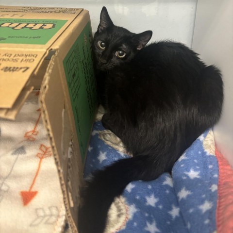 Max, an adoptable Domestic Short Hair in Show Low, AZ, 85901 | Photo Image 2