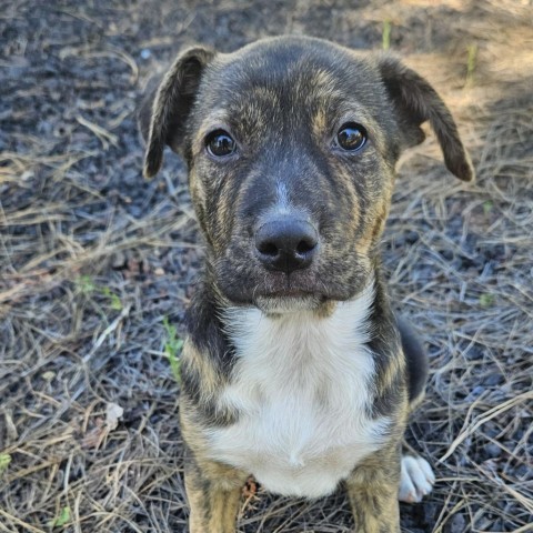 Storm, an adoptable Labrador Retriever, Mixed Breed in Show Low, AZ, 85901 | Photo Image 1