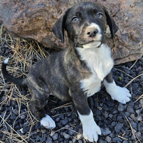 Boreas, an adoptable Labrador Retriever, Mixed Breed in Show Low, AZ, 85901 | Photo Image 1