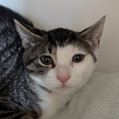 Rosemary, an adoptable Domestic Short Hair in Show Low, AZ, 85901 | Photo Image 2