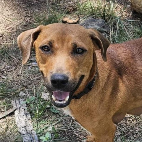 Faith, an adoptable Labrador Retriever, Mixed Breed in Show Low, AZ, 85901 | Photo Image 1