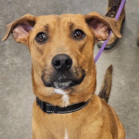 Faith, an adoptable Labrador Retriever, Mixed Breed in Show Low, AZ, 85901 | Photo Image 2