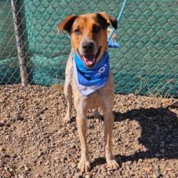 Spot, an adoptable Australian Cattle Dog / Blue Heeler, Mixed Breed in Show Low, AZ, 85901 | Photo Image 1