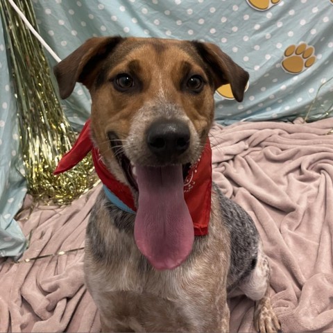 Spot, an adoptable Australian Cattle Dog / Blue Heeler, Mixed Breed in Show Low, AZ, 85901 | Photo Image 2