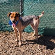 Spot, an adoptable Australian Cattle Dog / Blue Heeler, Mixed Breed in Show Low, AZ, 85901 | Photo Image 2