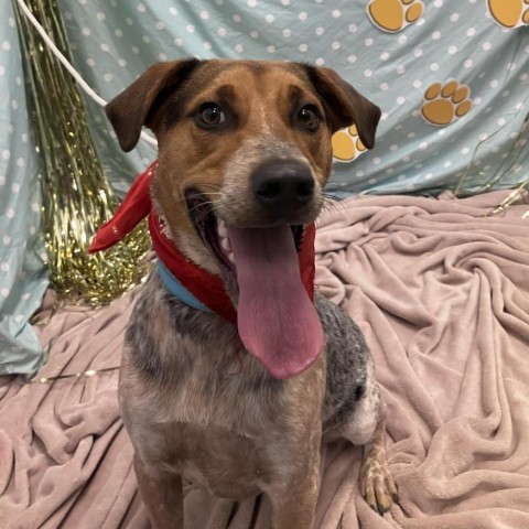 Spot, an adoptable Australian Cattle Dog / Blue Heeler, Mixed Breed in Show Low, AZ, 85901 | Photo Image 3