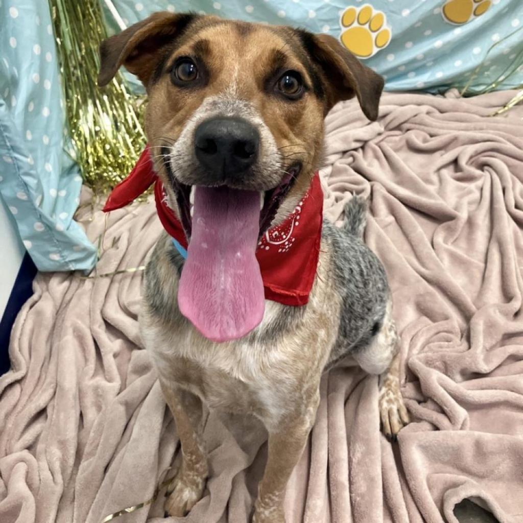 Spot, an adoptable Australian Cattle Dog / Blue Heeler, Mixed Breed in Show Low, AZ, 85901 | Photo Image 3