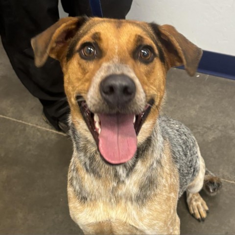 Spot, an adoptable Australian Cattle Dog / Blue Heeler, Mixed Breed in Show Low, AZ, 85901 | Photo Image 4