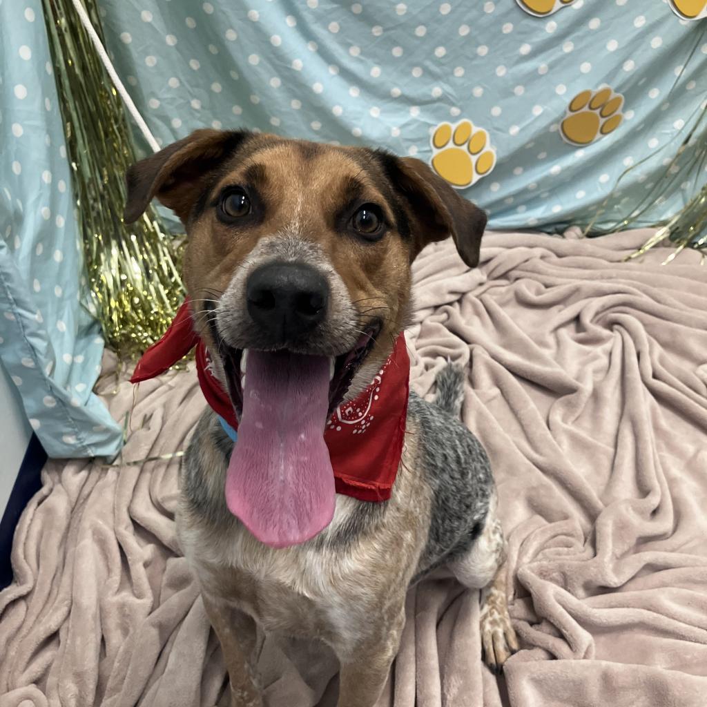 Spot, an adoptable Australian Cattle Dog / Blue Heeler, Mixed Breed in Show Low, AZ, 85901 | Photo Image 4