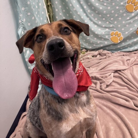 Spot, an adoptable Australian Cattle Dog / Blue Heeler, Mixed Breed in Show Low, AZ, 85901 | Photo Image 5