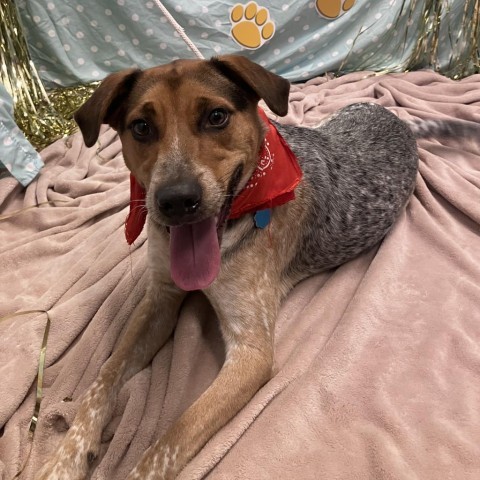 Spot, an adoptable Australian Cattle Dog / Blue Heeler, Mixed Breed in Show Low, AZ, 85901 | Photo Image 6