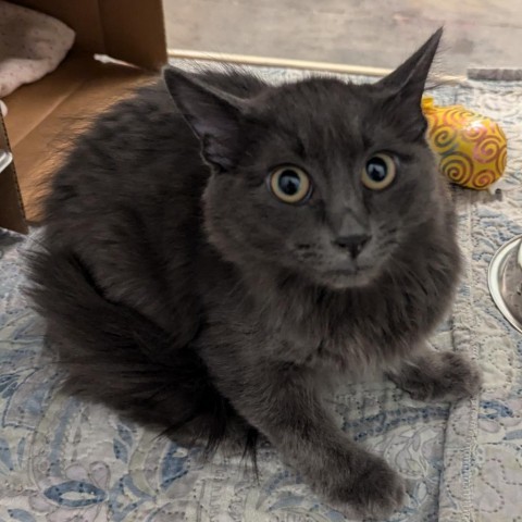 Putt, an adoptable Domestic Long Hair in Show Low, AZ, 85901 | Photo Image 1