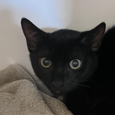 Pepper, an adoptable Domestic Short Hair in Show Low, AZ, 85901 | Photo Image 2