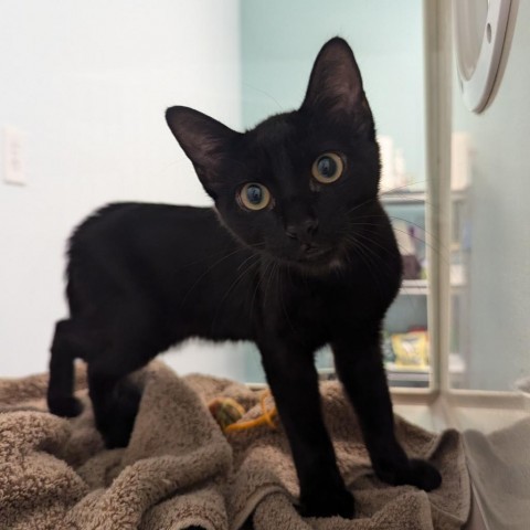 Jack, an adoptable Domestic Short Hair in Show Low, AZ, 85901 | Photo Image 1