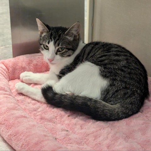 Fern, an adoptable Domestic Short Hair in Show Low, AZ, 85901 | Photo Image 1