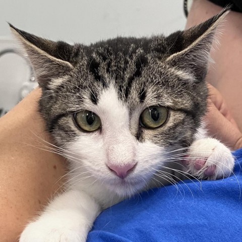 Fern, an adoptable Domestic Short Hair in Show Low, AZ, 85901 | Photo Image 2