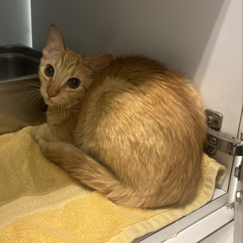 Snooper, an adoptable Domestic Short Hair in Show Low, AZ, 85901 | Photo Image 2