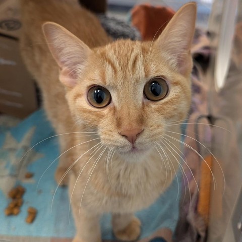 Snooper, an adoptable Domestic Short Hair in Show Low, AZ, 85901 | Photo Image 3