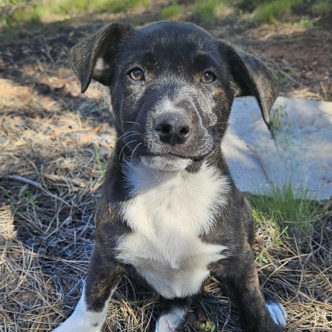 Rain, an adoptable Labrador Retriever, Mixed Breed in Show Low, AZ, 85901 | Photo Image 1