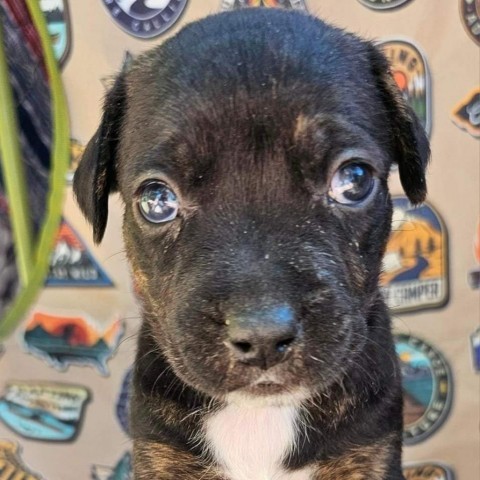 Breezy, an adoptable Labrador Retriever, Mixed Breed in Show Low, AZ, 85901 | Photo Image 1