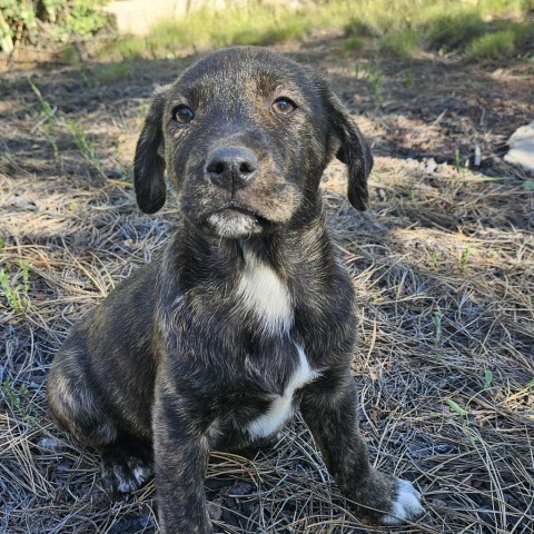 Blast, an adoptable Labrador Retriever, Mixed Breed in Show Low, AZ, 85901 | Photo Image 1