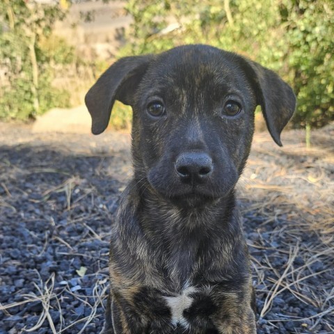 Chinook, an adoptable Labrador Retriever, Mixed Breed in Show Low, AZ, 85901 | Photo Image 1