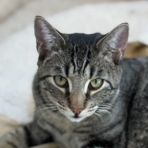 Meatball
