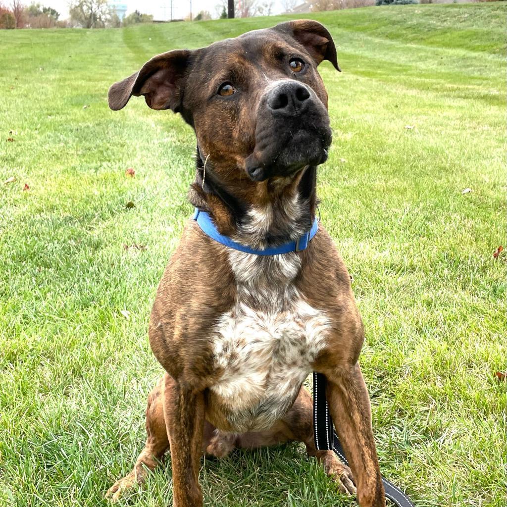 Odin, an adoptable Black Mouth Cur, Terrier in West Des Moines, IA, 50265 | Photo Image 1