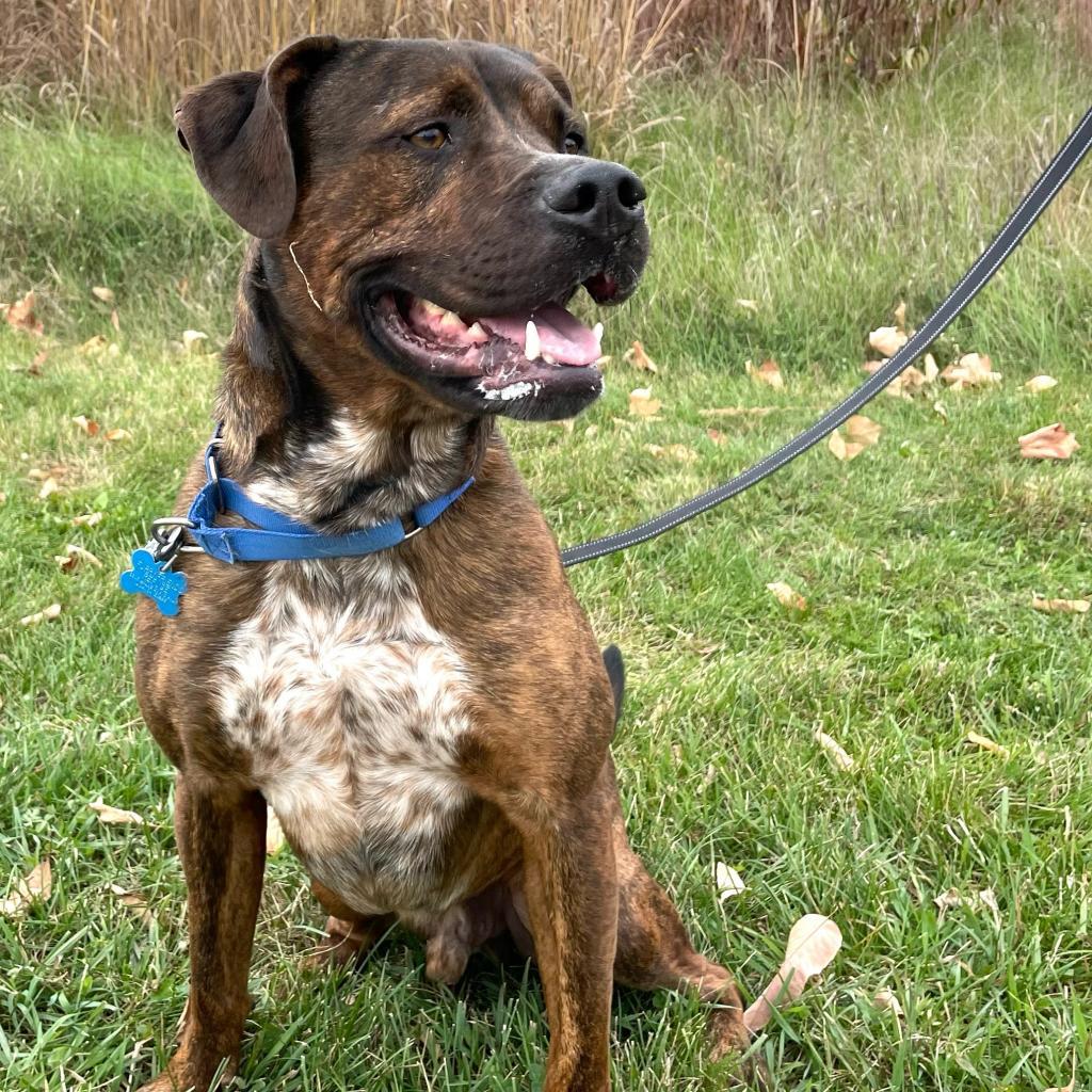 Odin, an adoptable Black Mouth Cur, Terrier in West Des Moines, IA, 50265 | Photo Image 2