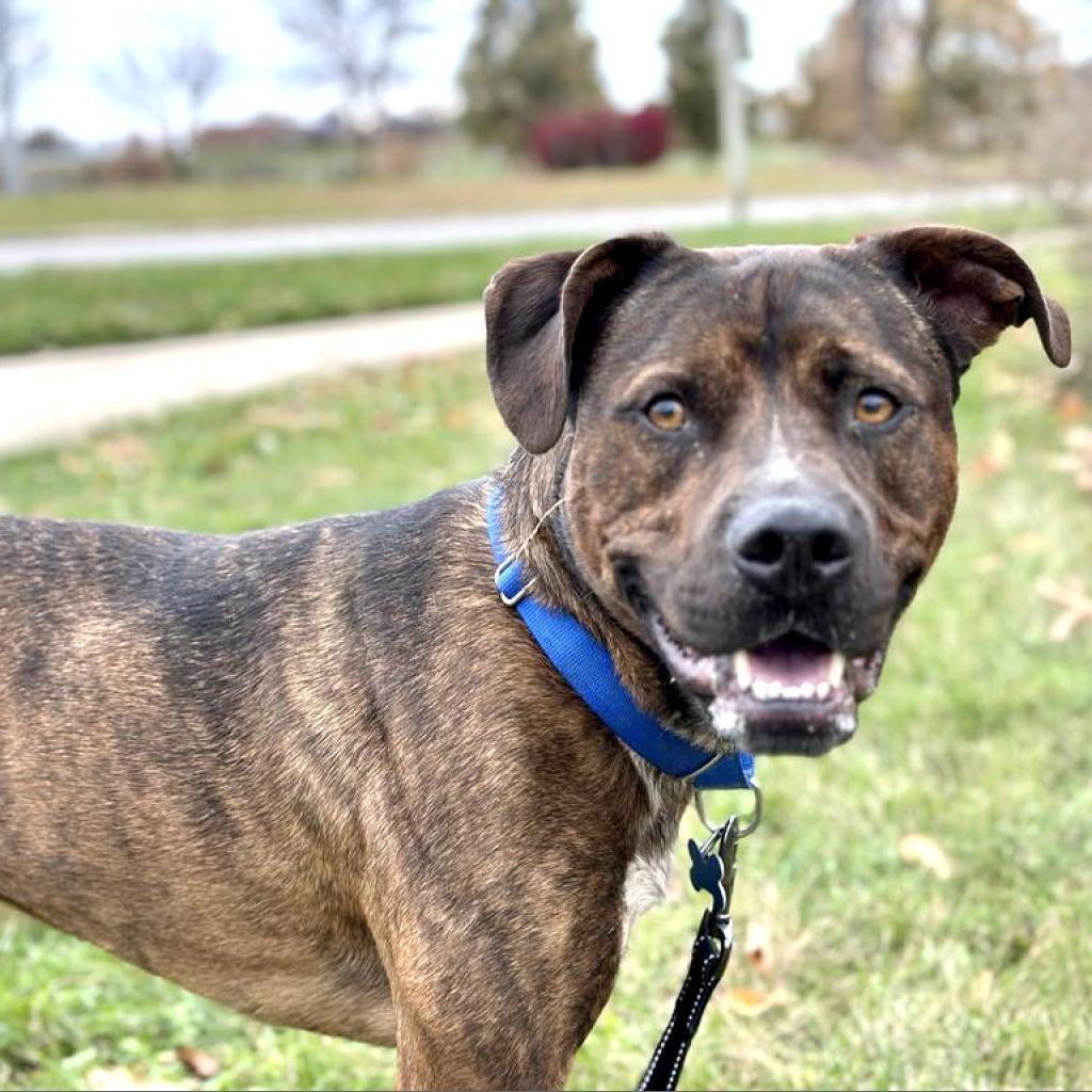 Odin, an adoptable Black Mouth Cur, Terrier in West Des Moines, IA, 50265 | Photo Image 3