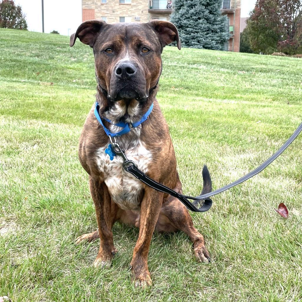Odin, an adoptable Black Mouth Cur, Terrier in West Des Moines, IA, 50265 | Photo Image 4