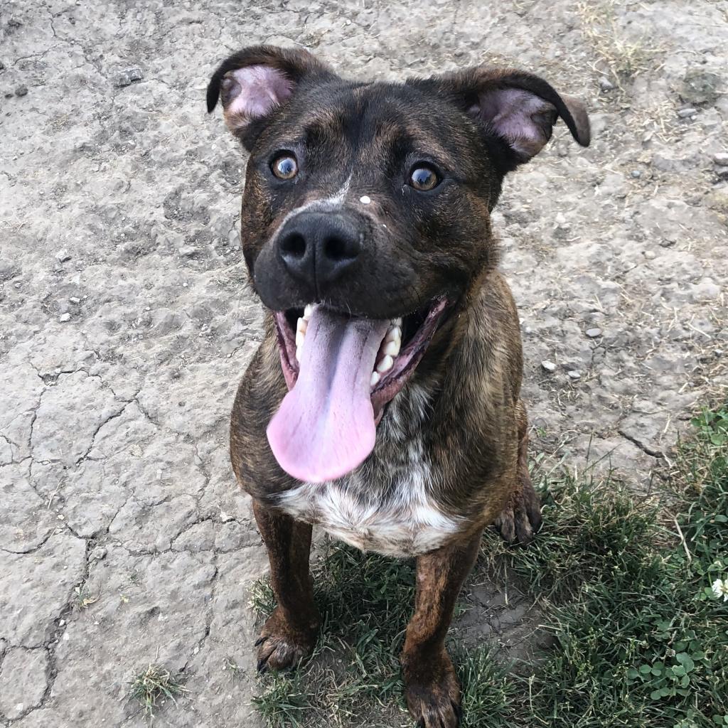 Odin, an adoptable Black Mouth Cur, Terrier in West Des Moines, IA, 50265 | Photo Image 5