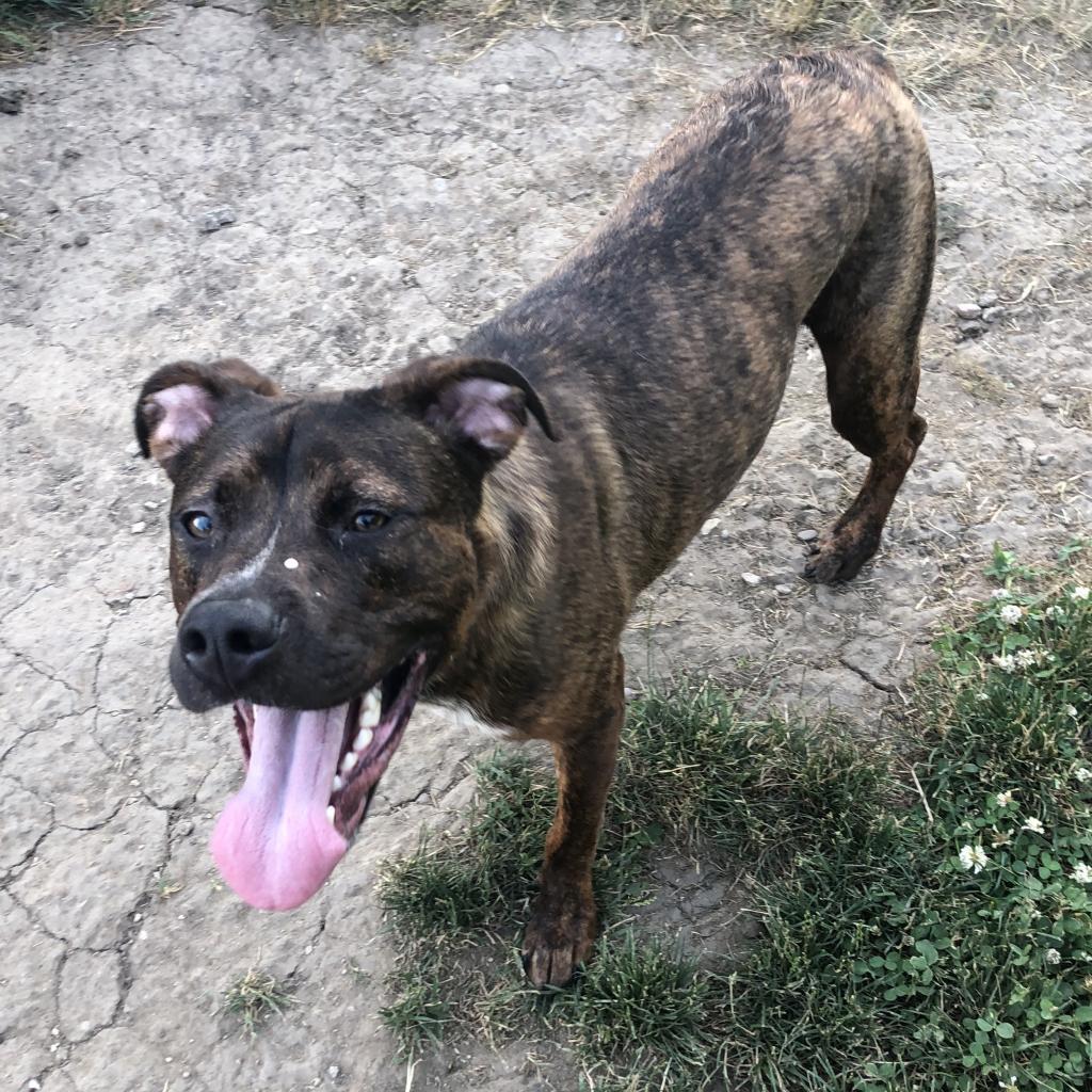 Odin, an adoptable Black Mouth Cur, Terrier in West Des Moines, IA, 50265 | Photo Image 6
