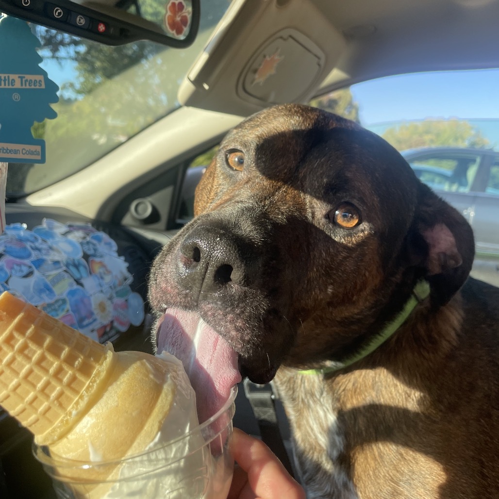Odin, an adoptable Black Mouth Cur, Terrier in West Des Moines, IA, 50265 | Photo Image 6