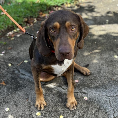 Simon, an adoptable Bloodhound, Redbone Coonhound in Kilauea, HI, 96754 | Photo Image 1