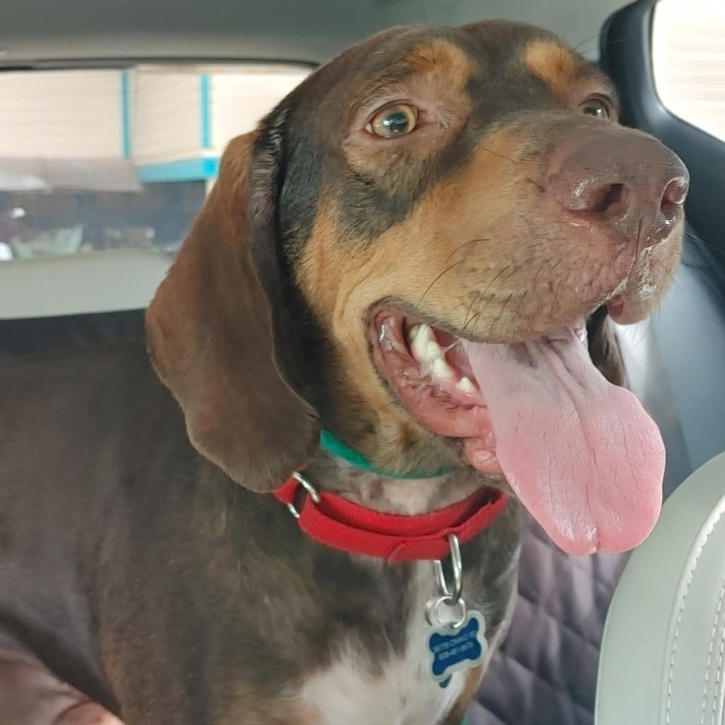 Simon, an adoptable Bloodhound, Redbone Coonhound in Kilauea, HI, 96754 | Photo Image 1