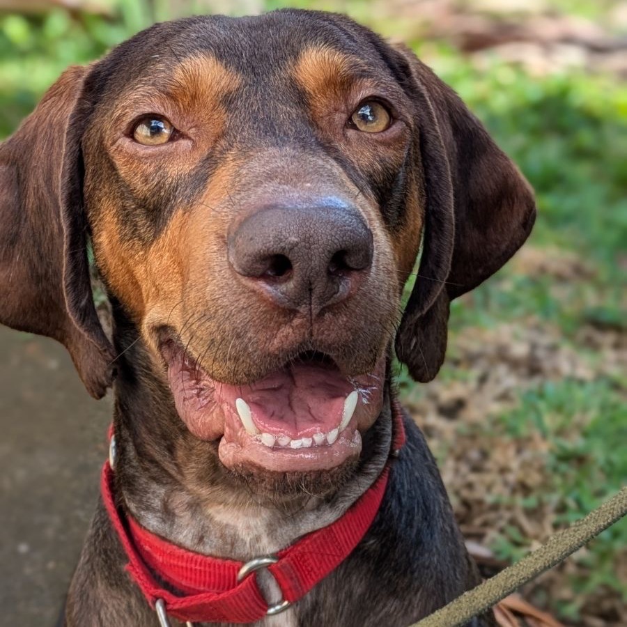 Simon, an adoptable Bloodhound, Redbone Coonhound in Kilauea, HI, 96754 | Photo Image 1