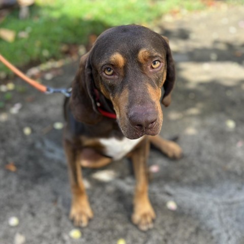 Simon, an adoptable Bloodhound, Redbone Coonhound in Kilauea, HI, 96754 | Photo Image 2