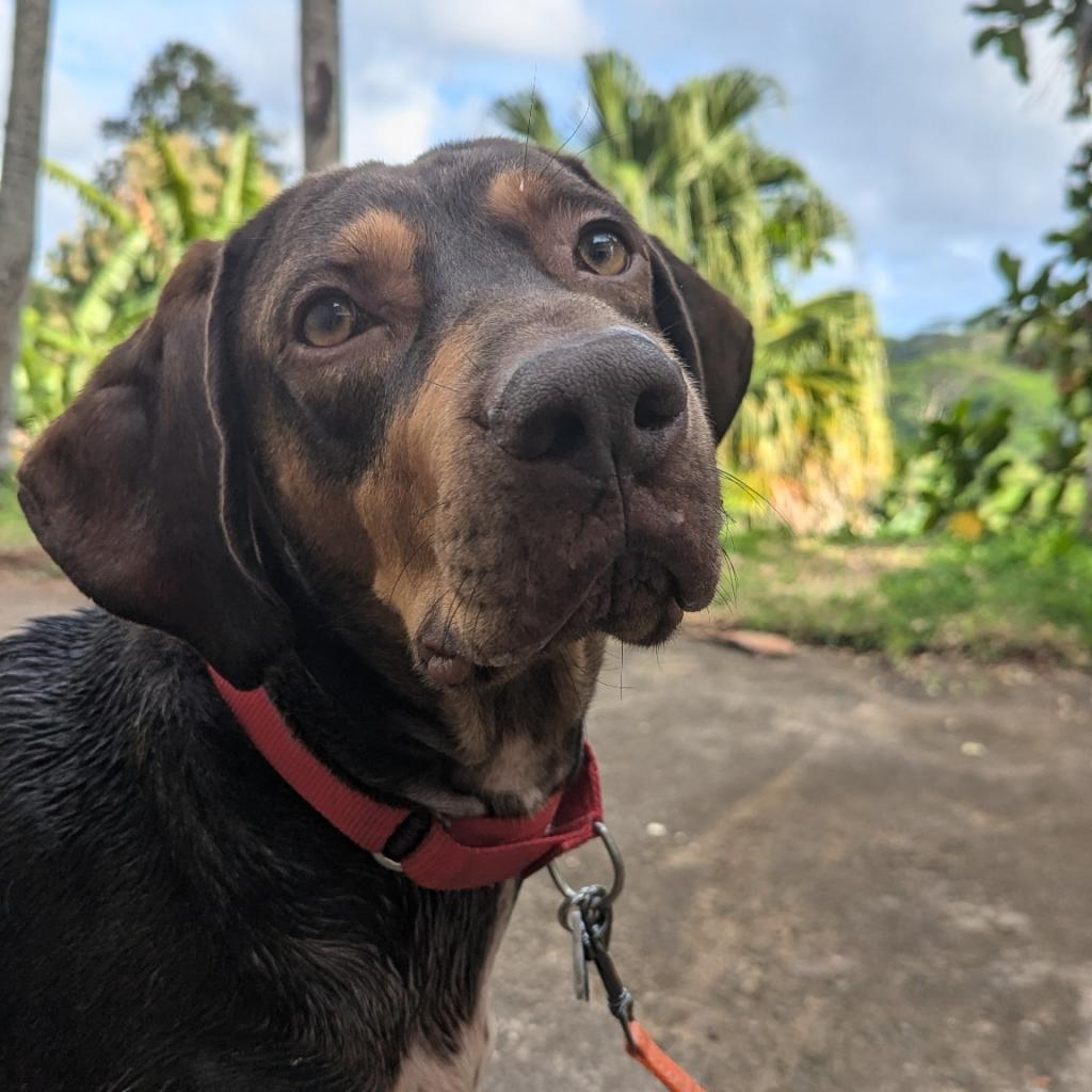 Simon, an adoptable Bloodhound, Redbone Coonhound in Kilauea, HI, 96754 | Photo Image 2