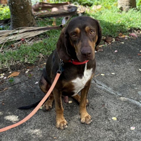 Simon, an adoptable Bloodhound, Redbone Coonhound in Kilauea, HI, 96754 | Photo Image 3