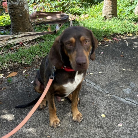 Simon, an adoptable Bloodhound, Redbone Coonhound in Kilauea, HI, 96754 | Photo Image 4