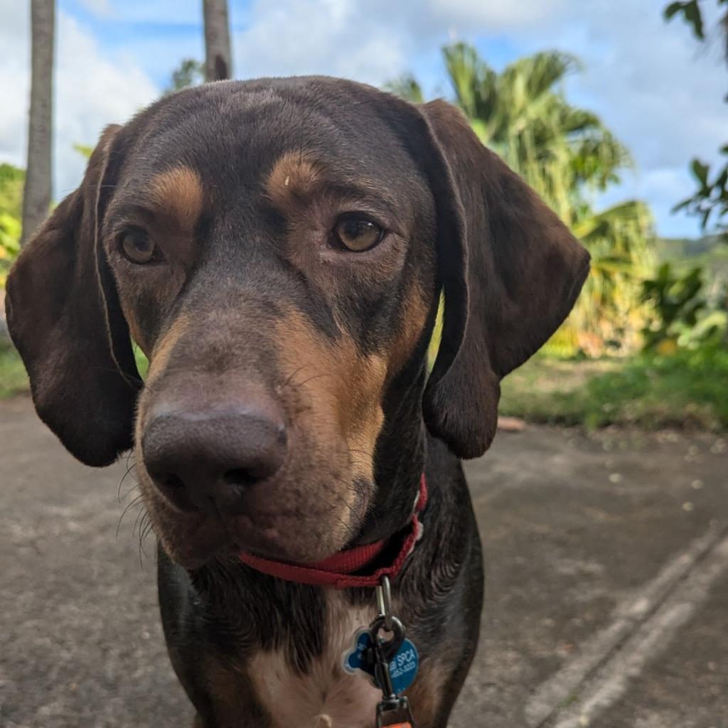 Simon, an adoptable Bloodhound, Redbone Coonhound in Kilauea, HI, 96754 | Photo Image 4