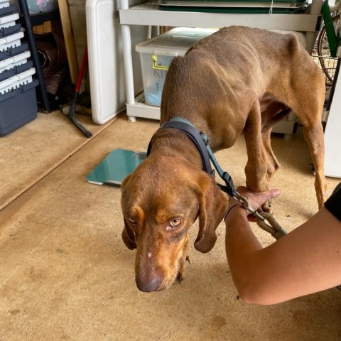 Simon, an adoptable Bloodhound, Redbone Coonhound in Kilauea, HI, 96754 | Photo Image 5