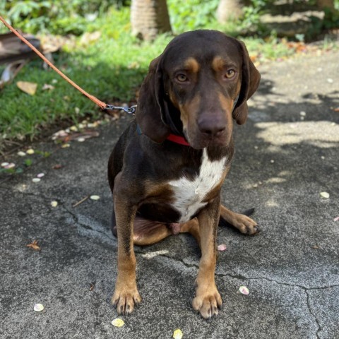 Simon, an adoptable Bloodhound, Redbone Coonhound in Kilauea, HI, 96754 | Photo Image 6