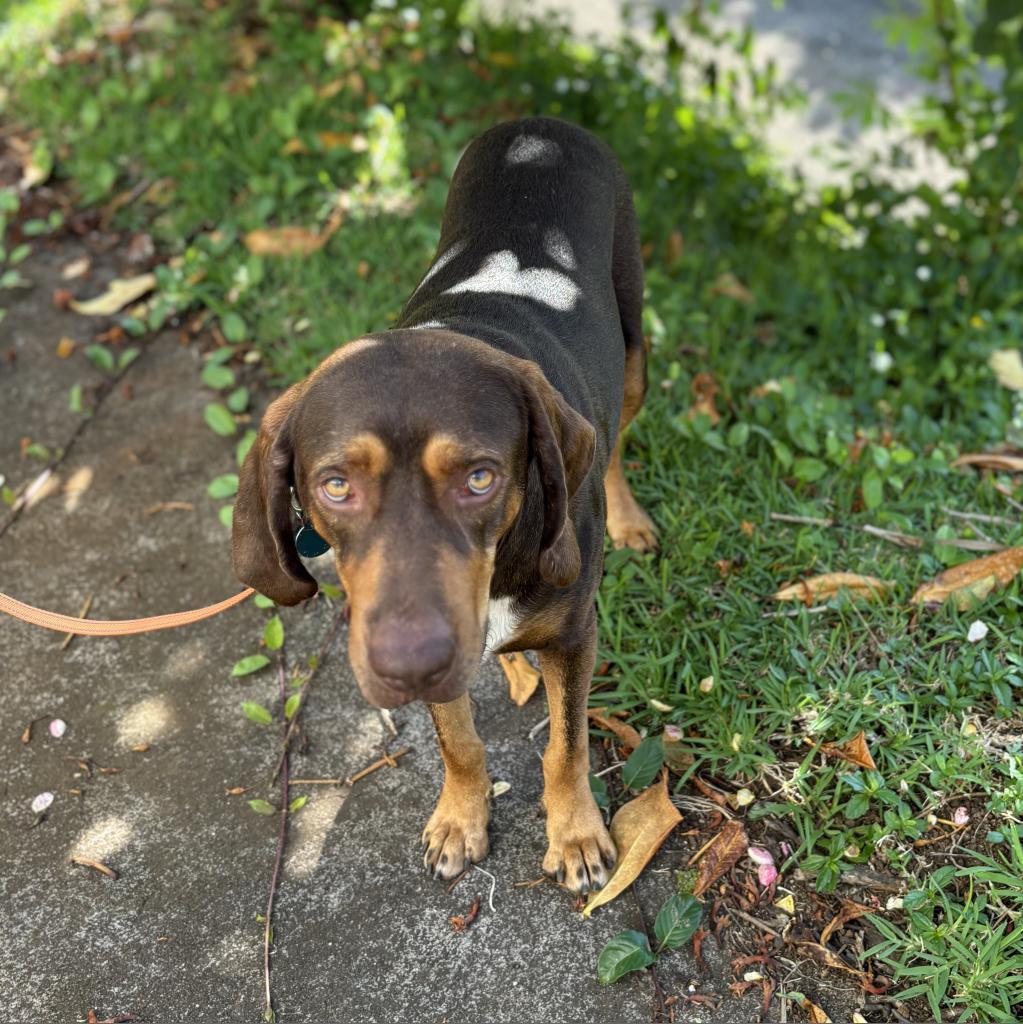 Simon, an adoptable Bloodhound, Redbone Coonhound in Kilauea, HI, 96754 | Photo Image 6