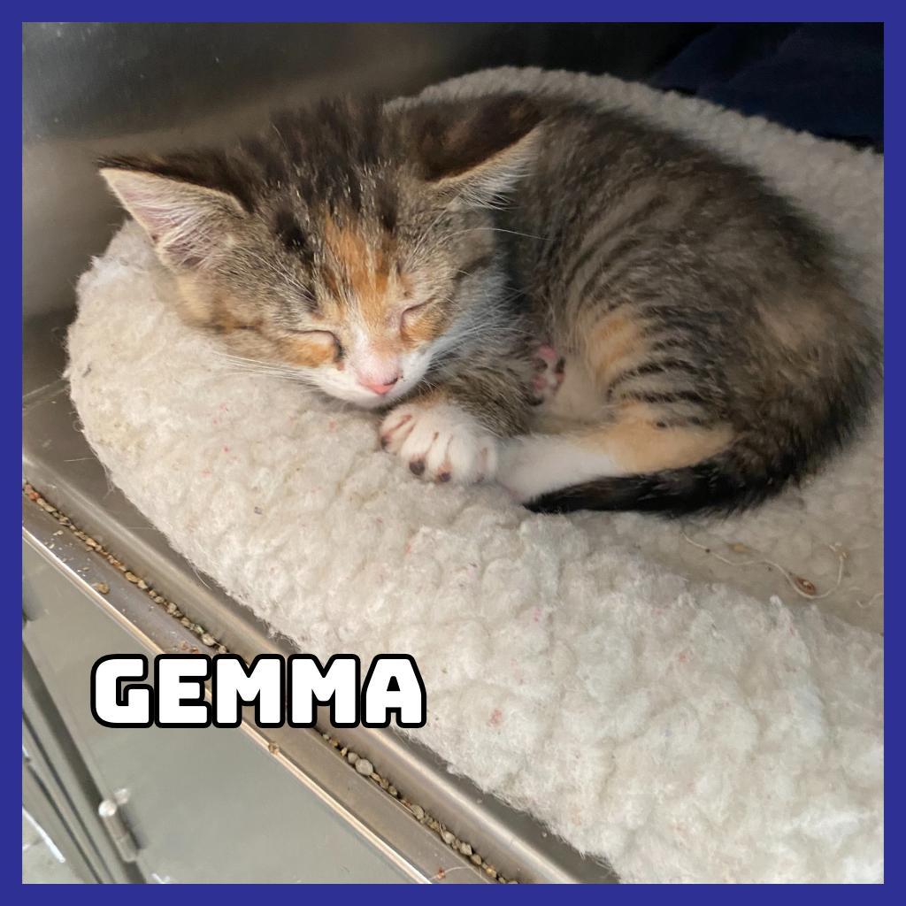 Gemma, an adoptable Domestic Short Hair in Glenwood, MN, 56334 | Photo Image 1