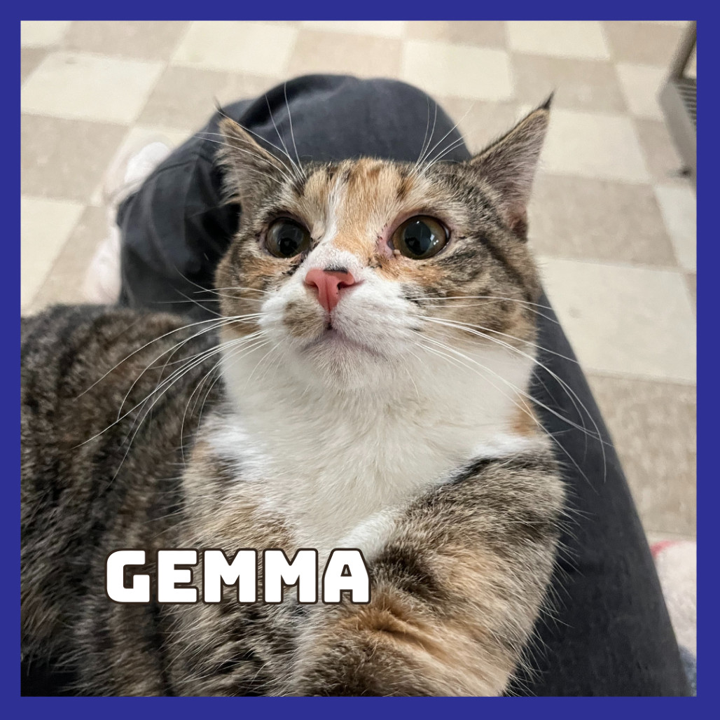 Gemma, an adoptable Domestic Short Hair in Glenwood, MN, 56334 | Photo Image 1