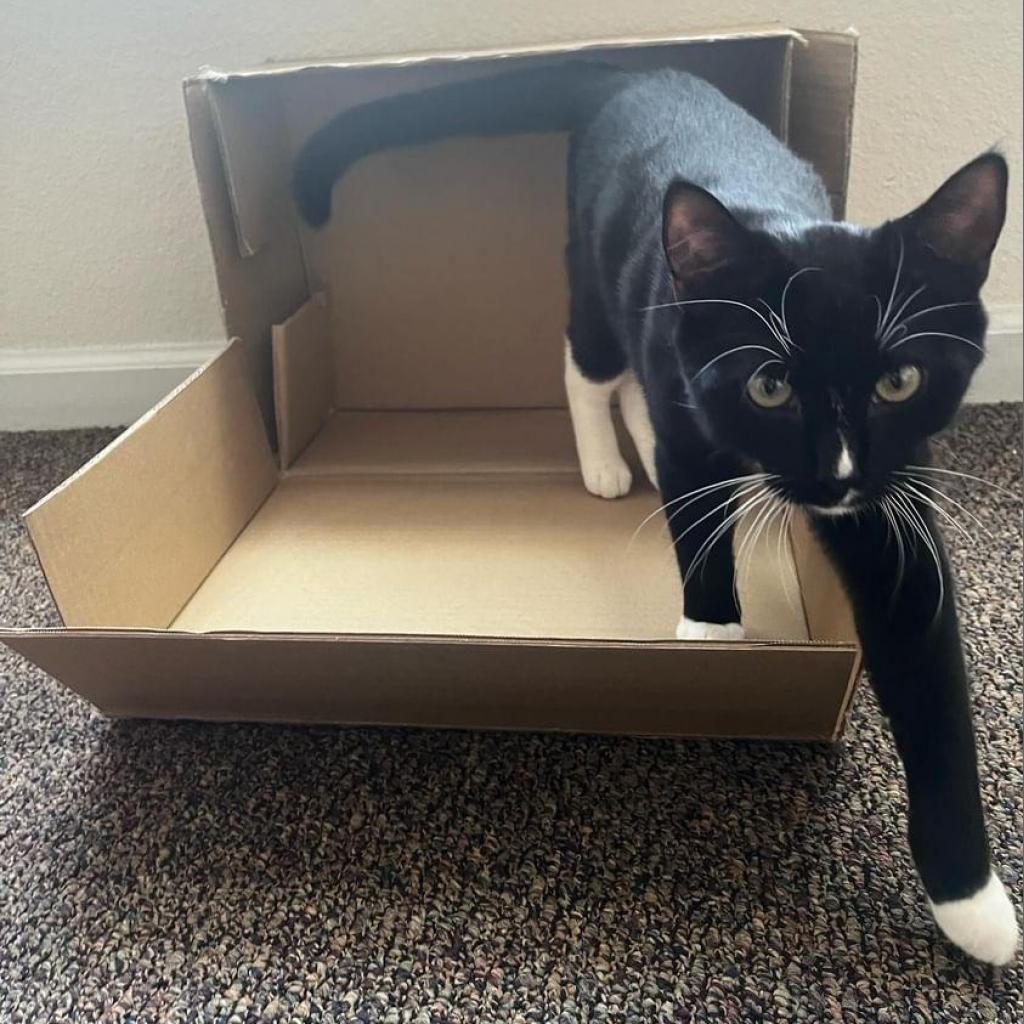 Thunder, an adoptable Domestic Short Hair in Fort Collins, CO, 80526 | Photo Image 3